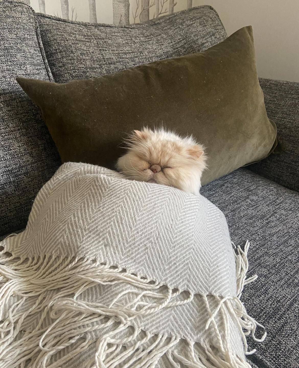 A fluffy white cat with a flat face and grumpy expression is tucked under a cream herringbone blanket on a grey sofa, resting her head on a green velvet cushion. She looks deeply relaxed, as though mid-strategy meeting nap.